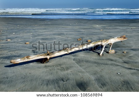 A man and an  old tree log that washed on Ninety Mile Beach, Northland New Zealand.