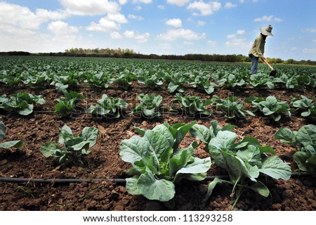 SDEROT-AUGUST 23:A foreign Thai worker works in a cabbage field on Aug 23 2005 in Sderot, Israel.There are about 300,000 workers in Israel that works mainly in agriculture, two-thirds are unauthorized