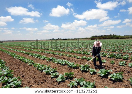 SDEROT, ISRAEL - AUGUST 23 2009:A foreign Thai worker works in a cabbage field in Sderot, Israel.There are about 300,000 workers in Israel that works mainly in agriculture, two-thirds are unauthorized
