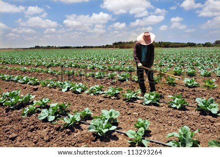 SDEROT-AUGUST 23:A foreign Thai worker works in a cabbage field on Aug 23 2005 in Sderot, Israel.There are about 300,000 workers in Israel that works mainly in agriculture, two-thirds are unauthorized