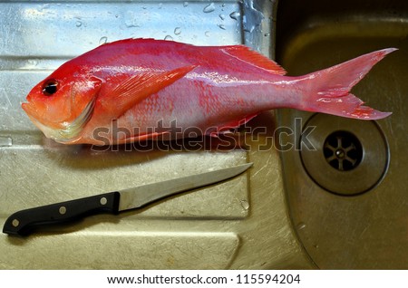 Fresh pink fish ready to be clean with knife  in a kitchen sink. Concept photo of fishing, seafood and fish food cooking.
