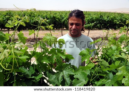 NEGEV DESERT - MAY 15: An Israeli farmer in his vineyard on May 15 2009 in the Negev desert, Israel.Many Israeli farmers using ancient desert farming methods from the time of the Nabatioan people.