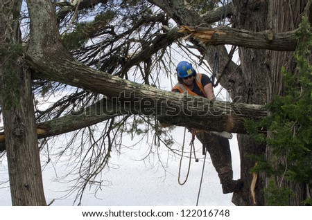 AUCKLAND - DEC 7:A tree surgeon cuts down a broken tree after a tornado ripped through Hobsonville in Auckland, NZ on December 7, 2012.It killed 3 and 250 people were left homeless and without power.