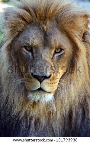 Lion face (front look close up) in it\'s natural environment.