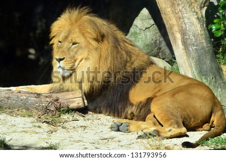 Lion rest on the ground in it\'s natural environment.