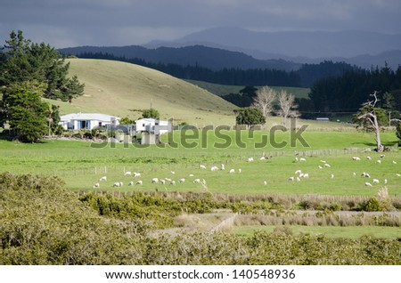 TAIPA,NZ - MAY 18:Sheep grazing in a sheep farm on May 18 2013.New Zealand is home to 3 million people and 60 million sheep.