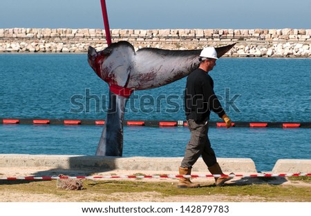 ASHKELON - FEB 03: 15-meter female whale died in Ashkelon harbor on Sunday February 3, 2008. The whale died due to deep wounds to its head and tail. It took two cranes to remove it from the harbor.