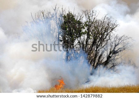 ASHKELON , ISR - MAY 02:Larg wildfire on May 02 2008.Fires is important ecological process that can stimulate growth.