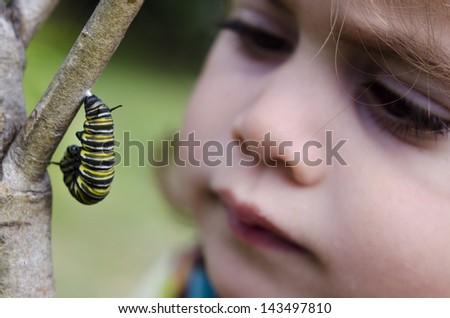 CABLE BEY,NZ - JUNE 18:Girl (Talya Ben-Ari age 3) looks at a monarch butterfly caterpillar begin chrysalis on June 18 2013.After about two weeks it undergoes metamorphosis to become monarch butterfly.
