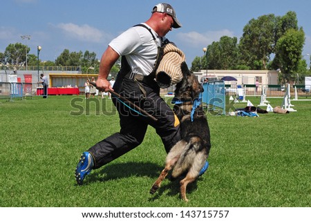 ASHDOD, ISR -  JULY 31:Police dog attack on July 31 2009.It trained specifically to assist police and other law-enforcement personnel in their work.The most commonly used breed is the German Shepherd.