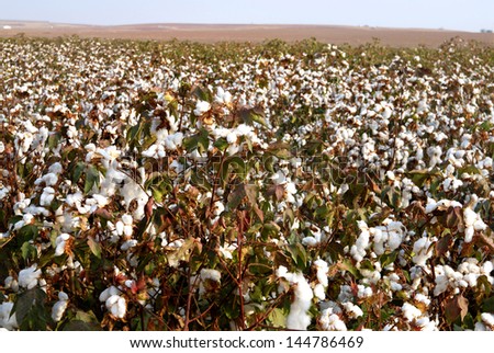 Landscape of cotton fields in south israel.