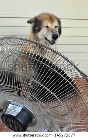 TEL AVIV - AUG 19: Dog cools down with fan and water during heat wave on Aug 19 2010. According to Israel Meteorology Service the highest temperature ever recorded was 54C, at Tirat Tzvi 1942.