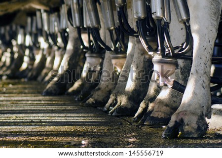Peria, Nz - July 07:Row Of Cows Legs In A Milking Facility On July 07 2013.The Income From Dairy Farming Is Now A Major Part Of The New Zealand Economy, Becoming An Nz$11 Billion Industry By 2010.