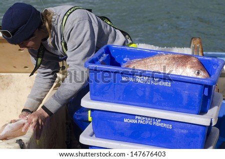 MANGONUI, NZ - JULY 25:Fisherman puts Snapper in a box on July 25 2013.NZ exclusive economic zone covers 4.1 million km2,It\'s the 6th largest zone in the world and 14 times the size of NZ.