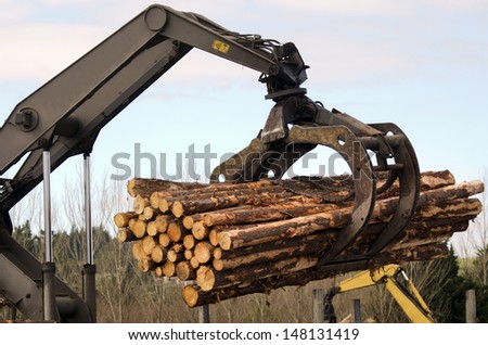 KAITAIA,NZ - JULY 30:Tractor carrying logs on July 30 2013. It\'s New Zealand third largest export earner with international sales in excess of $4 billion.