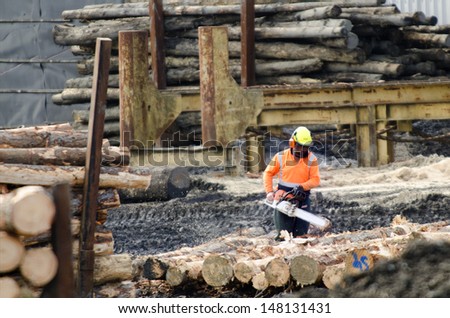 KAITAIA,NZ - JULY 30:Logging worker with chainsaw cut wood logs on July 30 2013. It\'s New Zealand third largest export earner with international sales in excess of $4 billion.