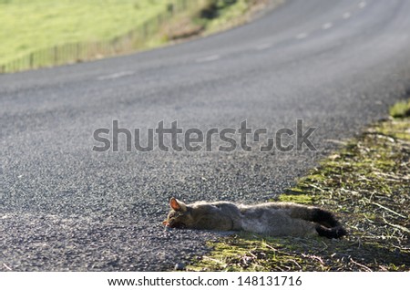WELLSFORD, NZ - JULY 28:Run over Possum on July 28 2013.It brought from AUS in 1837 for fur industry attempt that failed.Today 50M Possums are hunted in NZ due to it\'s damage to nature and farmland.