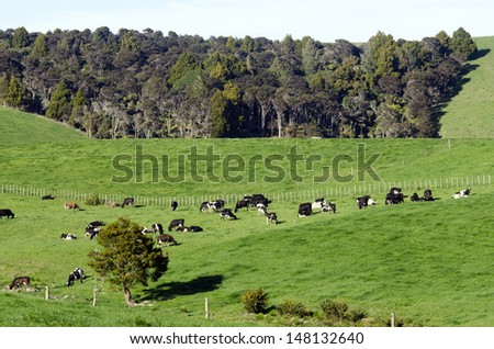 WELLSFORD, NZ - JULY 28:Dairy cows in a dairy farm on July 28 2013. The income from dairy farming is now a major part of the New Zealand economy, becoming an NZ$11 billion industry by 2010.