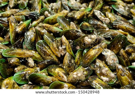 Group of New Zealand Green Lip Mussels on display in fishermen market. Close up