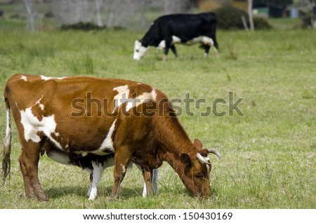 Brown and black cows eat grass in a green field of a dairy farm.