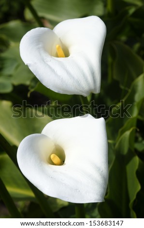 Two Madonna lily flower grows in the garden.