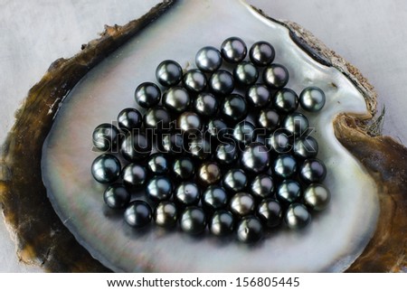 ROROTONGA - SEP 21:Black lip oyster shell with black pearls on Sep 21 2013.Cook Islands black pearls are farmed in the most remote parts of the world and it\'s the second biggest industry after tourism