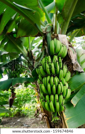Bunch of bananas on a branch of banana tree in Banana orchard in Rarotonga, Cook Islands.