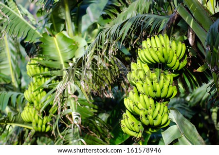 Bunch of bananas on a branch of banana tree in Banana orchard in Aitutaki Lagoon Cook Islands.