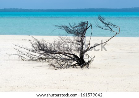 Dry tree on the famous Sand bank , Nude Island,  in Aitutaki Lagoon Cook Islands.
