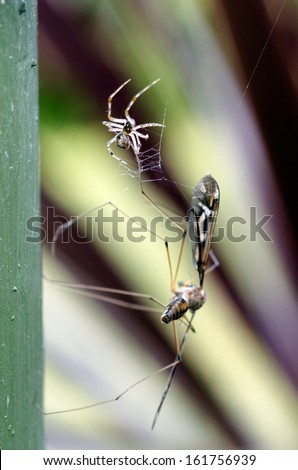 Spider catching a big fly in his cobweb for his next meal. Concept photo of survival of the fittest, cunning and danger.