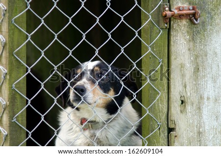 Border Collie behind a fence of a kennel.