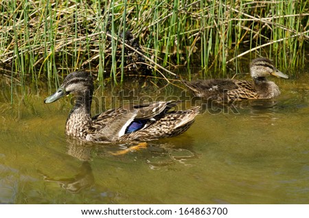 HIHI, NZ - NOV 23:Male and female Mallard ducks swim in a pond on Nov 232013. The mallard is one of the most recognized of all ducks and is the ancestor of several domestic breeds