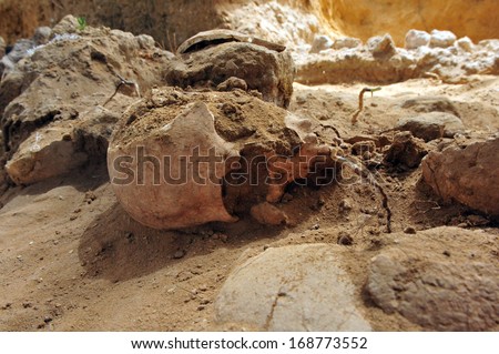 ASHHKELON, ISR - MAY 16: Real human skull in  soil on May 16 2010.There are 22 bones in the human skull.