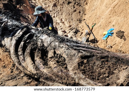 ASHKELON, ISR - APR 26:Workers of the Israeli Marine Mammal Research Center dig to remove the skeleton of a whale buried one year ago on a beach next to the southern city of Ashkelon on Apr 26 2009.