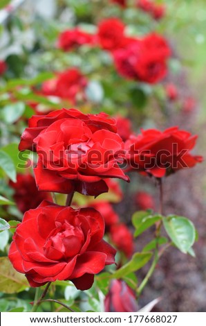 Red roses in the garden.