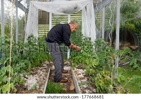 GLENORCHY, NZ - Jan 12:Man grow tomatoes in greenhouse on Jan 12 2014. The idea of growing plants in environmentally controlled areas has existed since Roman times, about 42 BC.
