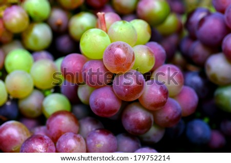 Bunch of hand-picked red wine grapes. Ripe grapes from the vineyard. Wine concept