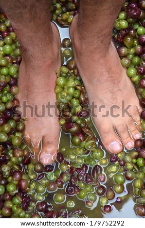 Mans feet squash hand-picked ripe red wine grapes during wine making process.Wine concept