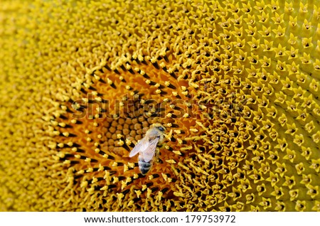 Bee collect pollen inside sunflower blossom. Hairs on Bee are covered in yellow pollen as are it\'s legs.  close up macro view