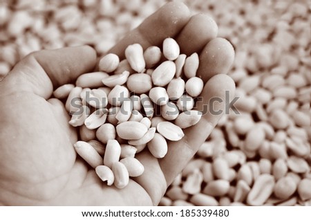 Man hand holds roast peanuts against peeled and salted roast peanuts in the background. Concept photo of food.