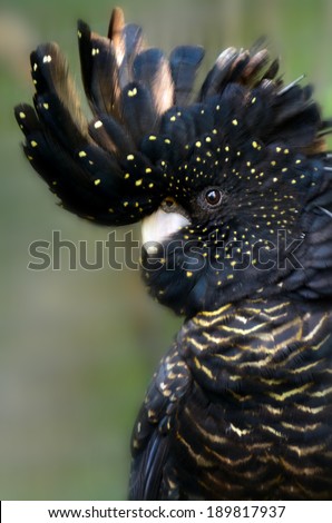 Detail of a rare Red-tailed Black Cockatoo (Calyptorhynchus banksii) head shoot in the Australian rainforest.