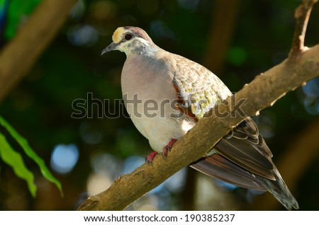 Brush Bronzewing sit on a tree branch in the Australian dry forest.