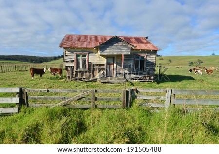 KAITIA, NZ - APRIL 24 2014: Holstein Cows grazing in very old farm.The income from dairy farming is a major part of the New Zealand economy, becoming an NZ$11 billion industry by 2010.