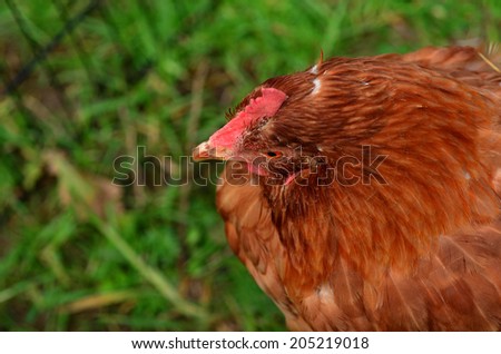 Head of domestic chicken in a  farm. Traditional free range poultry farming