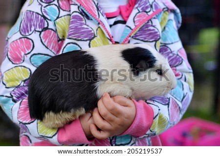 Black and white Guinea pig in child\'s hands in animals farm.