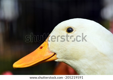 Face of a domestic white duck in a farm.Traditional free range poultry farming