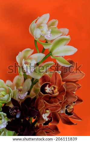 White and orange Moth Orchid, Phalaenopsis flower blossom.