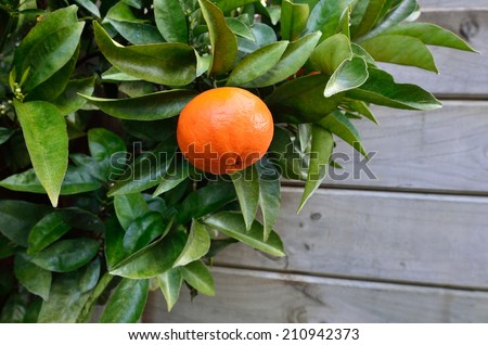 Ripe Mandarin orange hanging on citrus tree in home garden close up with copy space.