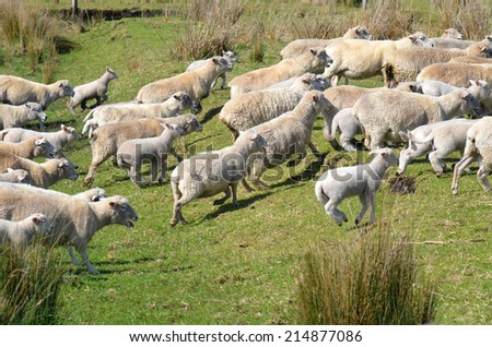 Flock of sheep runs away during herding in New Zealand.