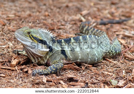 Australian Eastern Water Dragon in the wild of Queensland, Australia.